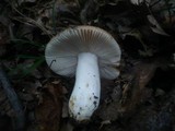 Russula globispora image