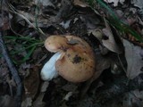 Russula globispora image