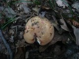 Russula globispora image