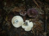 Russula pelargonia image