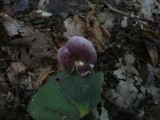Russula pelargonia image