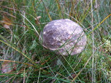 Leccinum variicolor image