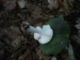 Russula pelargonia image