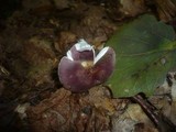 Russula pelargonia image