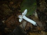 Russula pelargonia image