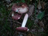 Russula vinosobrunnea image