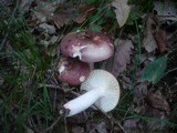 Russula vinosobrunnea image