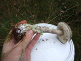 Leccinum variicolor image