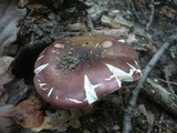 Russula vinosobrunnea image
