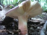 Russula vinosobrunnea image