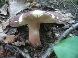 Russula vinosobrunnea image