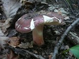 Russula vinosobrunnea image