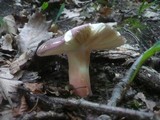 Russula vinosobrunnea image