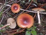 Pholiota velaglutinosa image