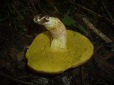 Boletus subtomentosus image