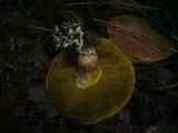 Boletus subtomentosus image