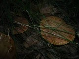 Boletus subtomentosus image