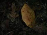 Boletus subtomentosus image
