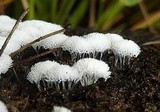 Ceratiomyxa fruticulosa var. fruticulosa image