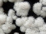 Ceratiomyxa fruticulosa var. fruticulosa image