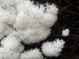 Ceratiomyxa fruticulosa var. fruticulosa image
