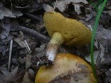 Suillus collinitus image