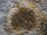 Caloplaca aurantia image