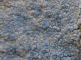 Caloplaca chalybaea image