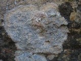 Caloplaca chalybaea image