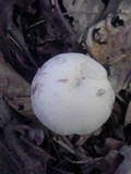 Laccaria ochropurpurea image