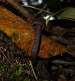 Inocybe tahquamenonensis image