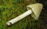 Inocybe sororia image