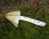 Inocybe sororia image