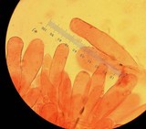 Inocybe sororia image