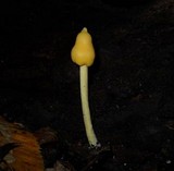 Inocephalus murrayi image