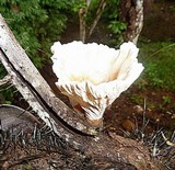 Cymatoderma dendriticum image