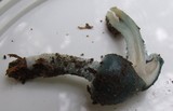 Stropharia aeruginosa image