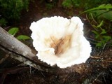 Cymatoderma dendriticum image