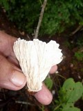 Cymatoderma dendriticum image