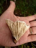 Cymatoderma dendriticum image