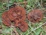 Coltricia perennis image