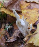 Clavulina coralloides image