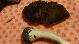 Agaricus silvicola image