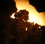 Umbilicaria torrefacta image