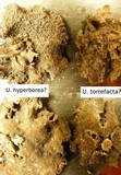 Umbilicaria torrefacta image