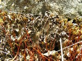 Peltigera malacea image