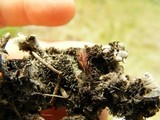 Peltigera malacea image