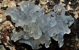 Tremella fuciformis image