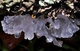 Tremella fuciformis image