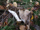 Lactarius turpis image